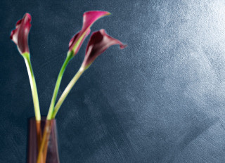 Caparol Farben und Lack